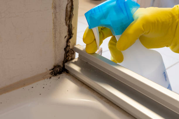 Fountain Valley, CA Mold Prevention & Removal  Company